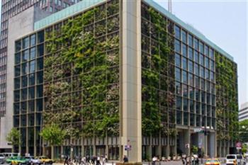 Ruộng lúa chín vàng óng trong văn phòng công ty Nhật